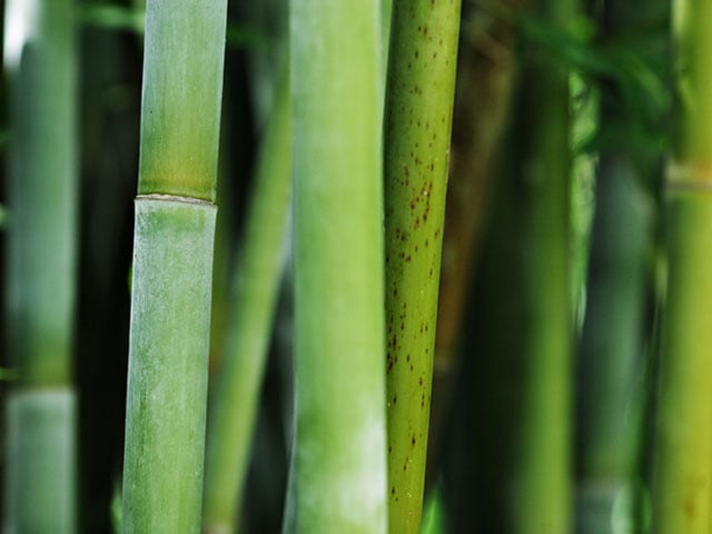 Wissen über Bambus
