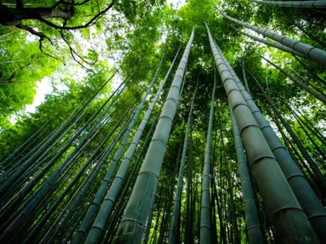 Bambus Wald