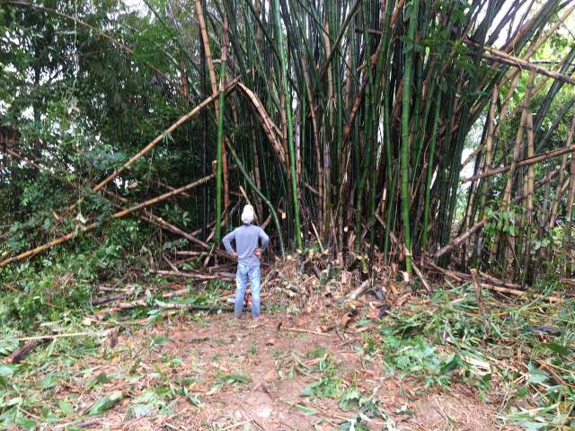 Ist Bambus nachhaltig? Bambusfarm in Thailand